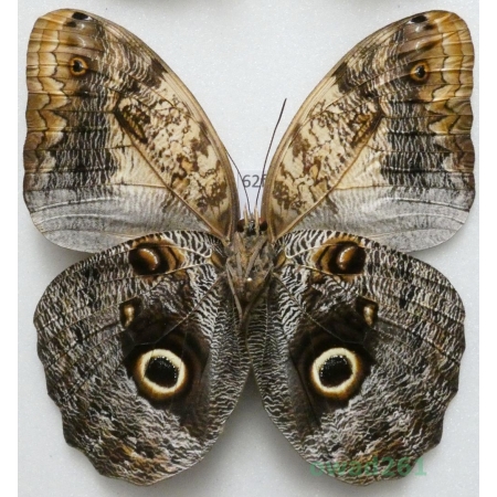 Caligo sp. reverse Peru 94mm62f